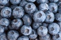 Blueberry texture background
