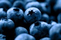 Blueberry toned in blue color of 2020 year.Classic shade.Group of fresh juicy berries with water drops Royalty Free Stock Photo