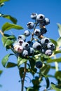 Blueberry tree