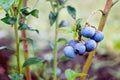 Blueberry Vaccinium corymbosum Bluecrop. Royalty Free Stock Photo