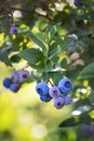 Blueberry Vaccinium corymbosum Bluecrop