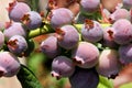 Blueberry Vaccinium corymbosum in fruit, highbush blueberry
