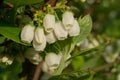 Blueberry, Vaccinium myrtillus