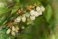 Blueberry, Vaccinium myrtillus Royalty Free Stock Photo