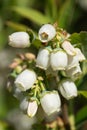 Blueberry, Vaccinium myrtillus Royalty Free Stock Photo