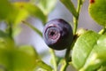 Blueberry (vaccinium myrtillus). Fruit close up.