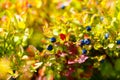 Blueberry Vaccinium myrtillus, fruits and leaves with beautiful blur background.