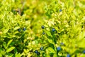 Blueberry Vaccinium myrtillus, fruits and leaves with beautiful blur background. Royalty Free Stock Photo