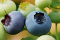 Blueberry, Vaccinium myrtillus Royalty Free Stock Photo