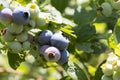 Blueberry varieties Patriot on the plant Royalty Free Stock Photo