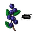Blueberry vector drawing. Isolated berry branch on white backgr