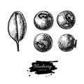 Blueberry vector drawing set. Isolated hand drawn berry and leaf