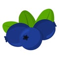 Blueberry vector..Fresh blueberry illustration