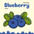 Blueberry vector illustration, berries images. Doodle Blueberry vector illustration in blue and green color. Blueberry