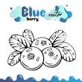 Blueberry vector illustration, berries images. Isolated blueberry vector illustration for menu, package design. Sketch