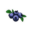 Blueberry vector illustration