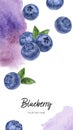 Blueberry vertical template composition watercolor hand drawn illustration on watercolor violet splash background.