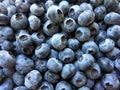 Blueberry with water drops background