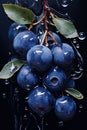 Blueberry and water drops on dark background, plant with blue berries