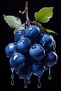 Blueberry with water isolated on black background, blue berry branch