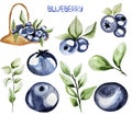 Blueberries on twigs and in a basket watercolor elements set Royalty Free Stock Photo