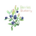 Watercolor blueberry with leaves