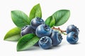 Blueberry. Wild berries on a white background. by using a clipping path
