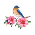 Bluebird bird with pink camellia flower image. Garden bright bird watercolor illustration. Hand painted western bluebird