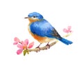 Bluebird Bird Watercolor Illustration Hand Painted isolated on white background