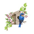 Bluebird on the birdhouse with spring flowers. Watercolor hand painted illustration. Cozy spring decoration. Bluebird on