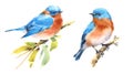 Bluebird Birds Watercolor Illustration Set Hand Drawn