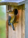 Bluebird and box(Sialia sialis)