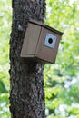 Bluebird box on tree