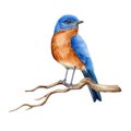 Bluebird on the branch watercolor illustration. Realistic eastern bluebird avian image. Beautiful sialia on a tree