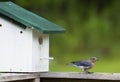 Bluebird eating mealworms near her nest. Royalty Free Stock Photo