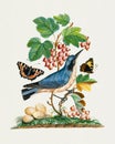 Bluebird, eggs, strawberry, ants and butterflies Royalty Free Stock Photo