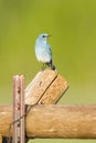 Bluebird facing front on fence post Royalty Free Stock Photo