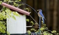 Bluebird feeding his young. Royalty Free Stock Photo