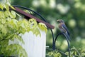 Bluebird feeding his young. Royalty Free Stock Photo