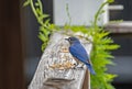 Bluebird feeding on meal worms near his house. Royalty Free Stock Photo
