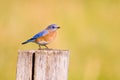 Bluebird on a fencepost Royalty Free Stock Photo