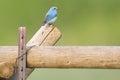 Bluebird on fencepost Royalty Free Stock Photo