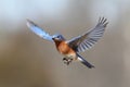 Bluebird In Flight Royalty Free Stock Photo