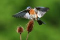 Bluebird In Flight