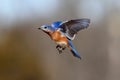 Bluebird In Flight Royalty Free Stock Photo
