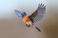 Bluebird In Flight