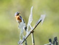 Blue bird with Food for Family