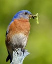 Bluebird with Green Caterpillars