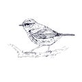 Bluebird hand drawn. Sketch