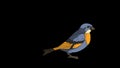 Bluebird jumping with stops. Animated footage with alpha channel